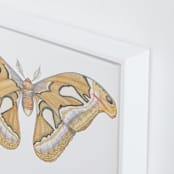 "Atlas Moth" - Art Print in soft orange by Natalie Groves - Frame Close-up