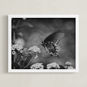 "Black Swallowtail" - Art Print in black by Donna Rosser - Framed
