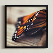 "Monarch Study #2" - Art Print in Monarch Orange by Stacy Kron - Framed