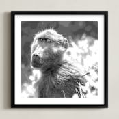 "mr BABOON" - Art Print in steely gray by Gail Schechter - Framed