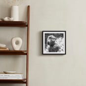 "mr BABOON" - Art Print in steely gray by Gail Schechter - In a Room