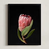 "Protea Dark Queen" - Art Print in Protea by Ilze Lucero - Framed