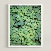 "Giant Muir Wood Clovers" - Art Print in Clover Green by Sharon Rowan - Framed