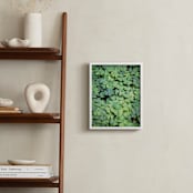 "Giant Muir Wood Clovers" - Art Print in Clover Green by Sharon Rowan - In a Room