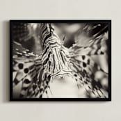 "Lionfish" - Art Print in Black and White by Sara Heilwagen - Framed