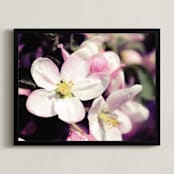 "Watercolour Apple Blossoms" - Art Print in Apple Blossom Pink by Katrina Lindhorst - Framed