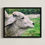 "Brahman Cattle" - Art Print in grey by Alexis Arnold - Framed