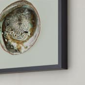 "Abalone Shell" - Art Print in Natural by Field and Sky - Frame Close-up
