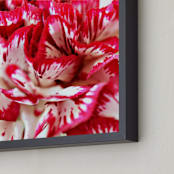 "Carnations" - Art Print in Bright red by NSMARK - Frame Close-up