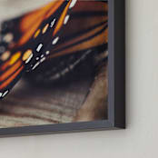 "Monarch Study #2" - Art Print in Monarch Orange by Stacy Kron - Frame Close-up