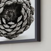 "Pine Cone Square " - Art Print in black and white by Alexis Arnold - Frame Close-up