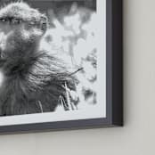 "mr BABOON" - Art Print in steely gray by Gail Schechter - Frame Close-up