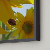 "Lady Bug on a Sunflower Petal" - Art Print in Sunflower Yellow by Mechelle Gilford - Frame Close-up