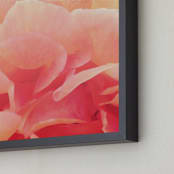 "sherbet rose 3" - Art Print in peach rose by Niki Digrigorio - Frame Close-up