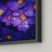 "Spring Noir 2" - Art Print in Royal by Sarah Johnson - Frame Close-up