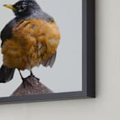 "Wet Bird" - Art Print in Tangerine by Johanna Phillips Huuva - Frame Close-up