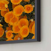 "A Pop of Poppies" - Art Print in California Poppy by Mechelle Gilford - Frame Close-up