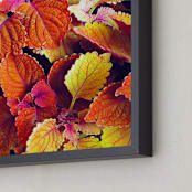 "Fall's Blush" - Art Print in Pumpkin Pie by Sarah Johnson - Frame Close-up