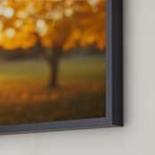 "Oak Knoll Gold" - Art Print in Golden Yellow by Stacy Kron - Frame Close-up