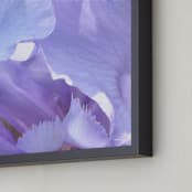 "lilac iris" - Art Print in lilac by Niki Digrigorio - Frame Close-up