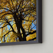 "Golden Ray Day" - Art Print in Golden Ray by Giulia Doyle - Frame Close-up