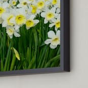 "Daffs 2" - Art Print in Daffodil yellow by Sea and Sky - Frame Close-up