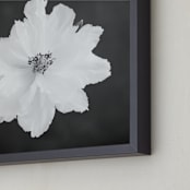 "Peony" - Art Print in Midnight Peony by Ilze Lucero - Frame Close-up