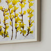"Forsythia" - Art Print in yellow by Qing Ji - Frame Close-up