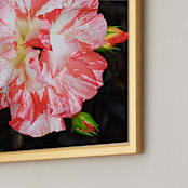 "The Beautiful Rose" - Art Print in Marble by NSMARK - Frame Close-up