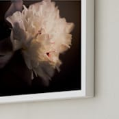 "A White Peony" - Art Print in sublte color by Qing Ji - Frame Close-up