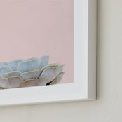 "Succulent No2" - Art Print in Color by Jessica C Nugent - Frame Close-up