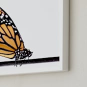"Beautiful Butterfly" - Art Print in Monarch by Jessie Steury - Frame Close-up
