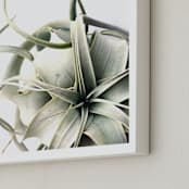 "Air Plant 1" - Art Print in Soft Green by Haley Warner - Frame Close-up