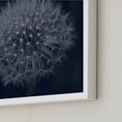 "Dandelion Stars" - Art Print in Midnight Blue by Johanna Phillips Huuva - Frame Close-up