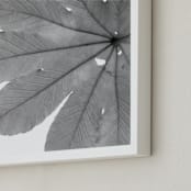 "Leaf in Black & White" - Art Print in Black & White by Jonathan Brooks - Frame Close-up