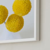 "Billy Buttons" - Art Print in Yellow by Christina Flowers - Frame Close-up