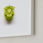 "India Pale" - Art Print in Bright Green by Owl and Toad - Frame Close-up