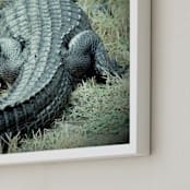 "Basking Florida Gator" - Art Print in Emerald Green by Kate Ross - Frame Close-up
