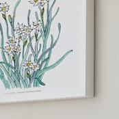 "Birth Flower - December -  Narcissus" - Art Print in with text by Qing Ji - Frame Close-up
