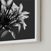 "Plumeria in the Hawaiian Sun" - Art Print in Strong Black and White by Rasa Puzinaite - Frame Close-up