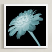 "x-ray floral" - Art Print in shadow black by Kate Cawood - Framed