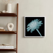 "x-ray floral" - Art Print in shadow black by Kate Cawood - In a Room