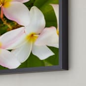 "From My Garden" - Art Print in from my garden by Mely D Lozano - Frame Close-up