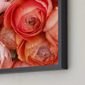 "Ranunculus Tangle" - Art Print in Vivid Blush by Kate Wong - Frame Close-up