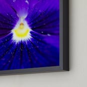 "Purple Velvet" - Art Print in purple velvet by Giulia Doyle - Frame Close-up