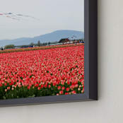 "Kites in a Tulip Field" - Art Print in Tulip Pink by Sara Curtis - Frame Close-up