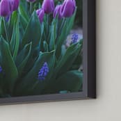 "Tulips in the Morning" - Art Print in Lavender by Vanessa Wyler - Frame Close-up