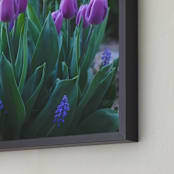 "Tulips in the Morning" - Art Print in Lavender by Vanessa Wyler - Frame Close-up