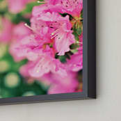 "Azaleas" - Art Print in Spring Blooms by Catherine Culvenor - Frame Close-up