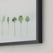 "Poppy Pods" - Art Print in Leaf Green by Monica Loos - Frame Close-up